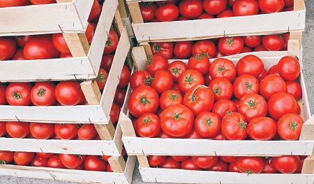 Турция не может увеличить поставки томатов в Россию