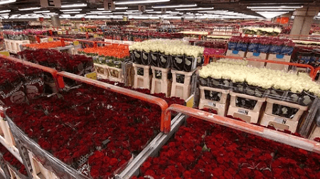 Российские производители цветов просят ограничить их импорт
