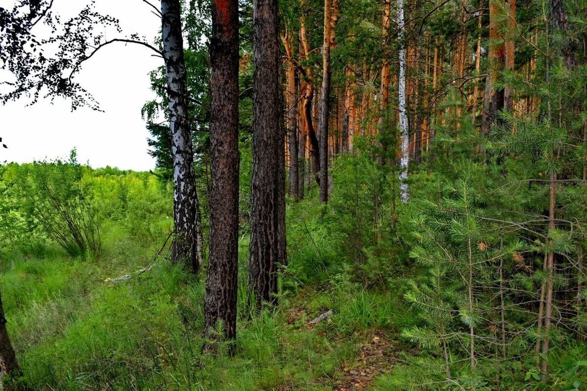 Утверждена стратегия по улучшению экологии на Урале